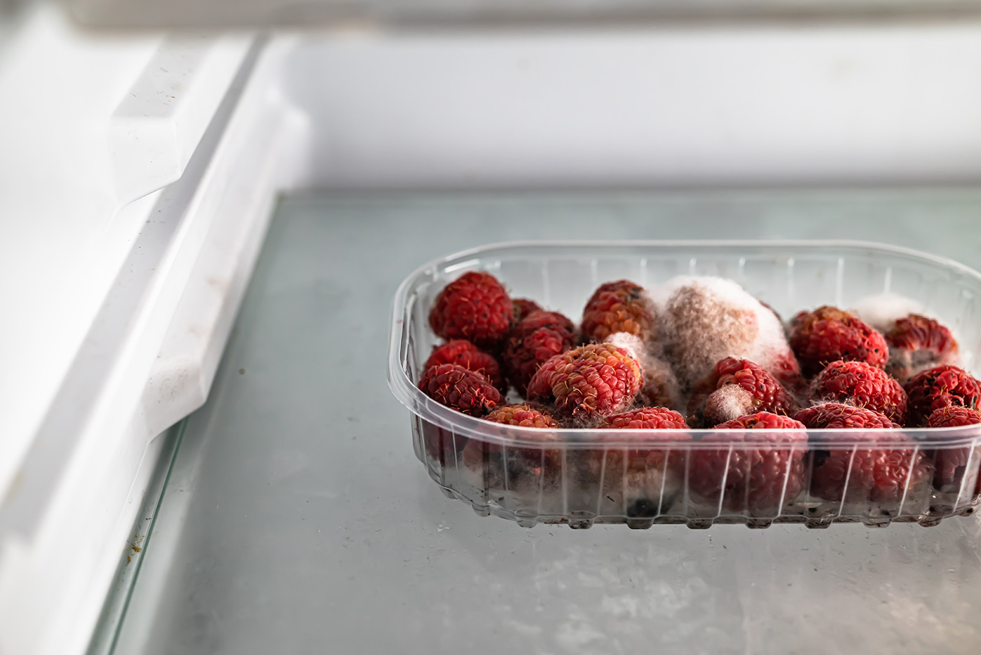 Moldy raspberries in a plastic container inside a refrigerator