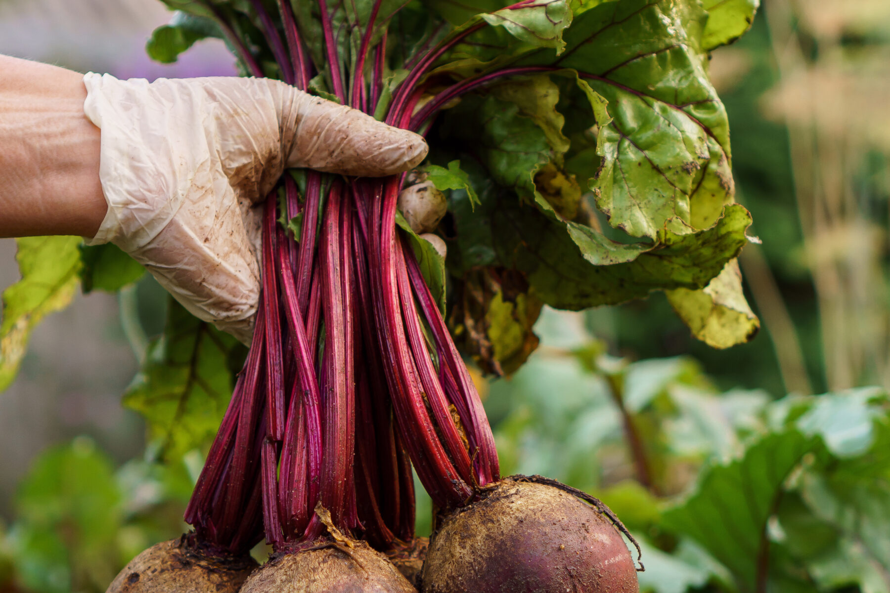Don’t toss those veggie scraps — They might be healthier than you think