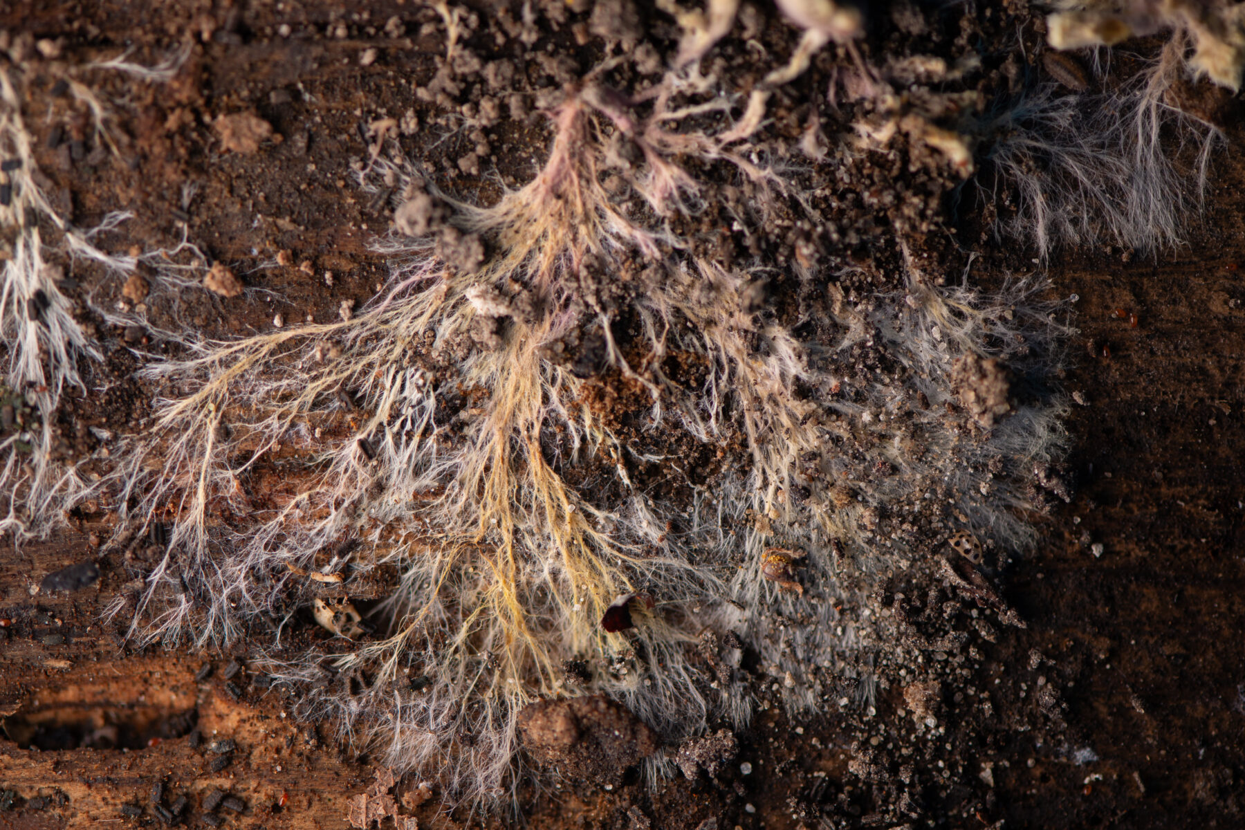 Feeding fungi food waste is making better animal-free protein