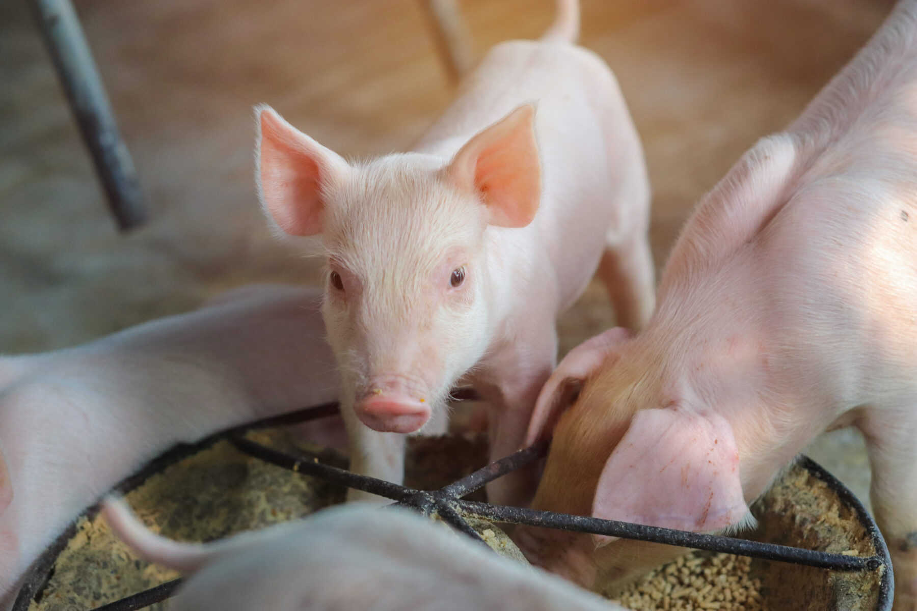 China is looking to food waste to reduce imported animal feed