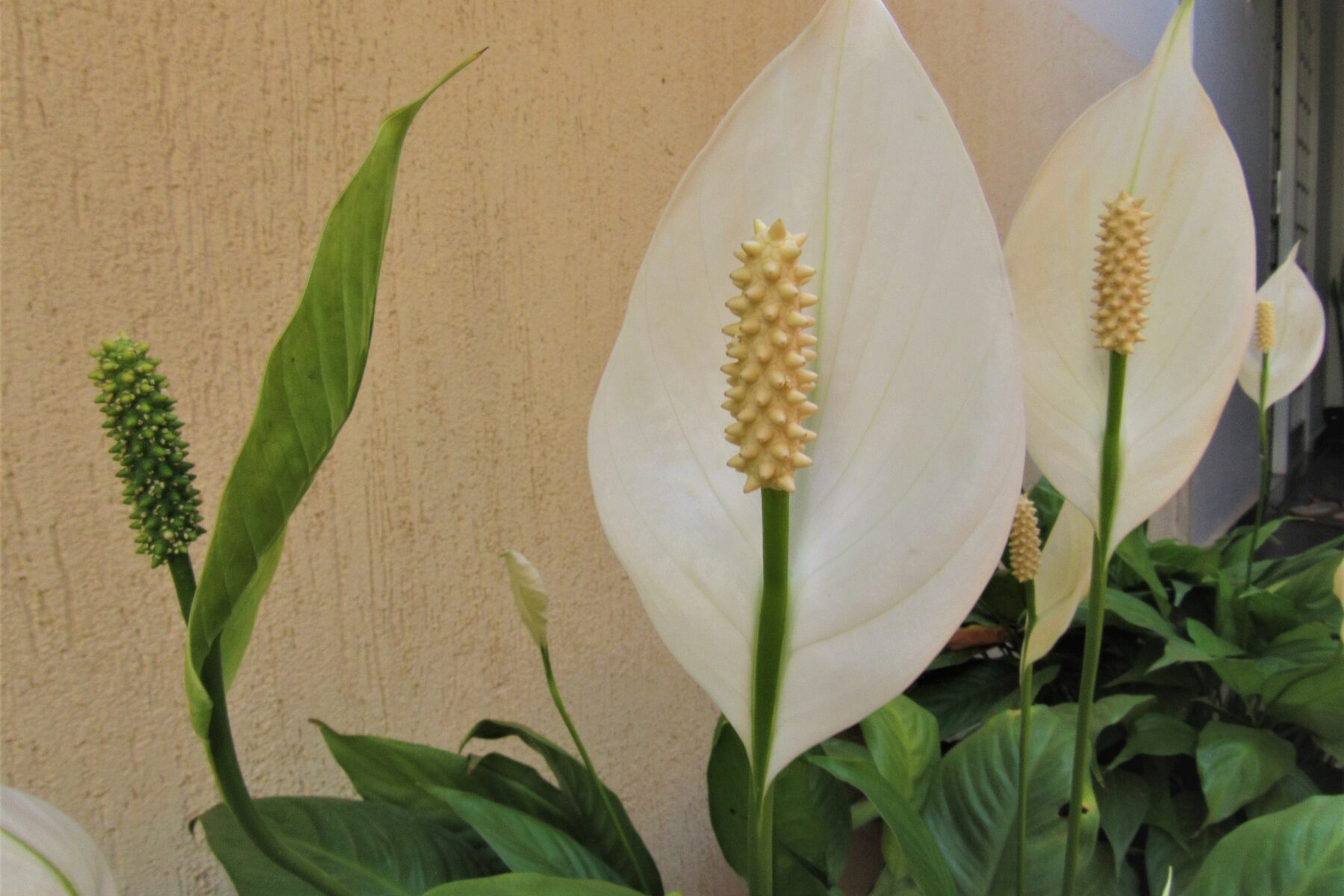 Peace lilies and orchids will bloom bigger flowers if fed 1 natural item you throw away