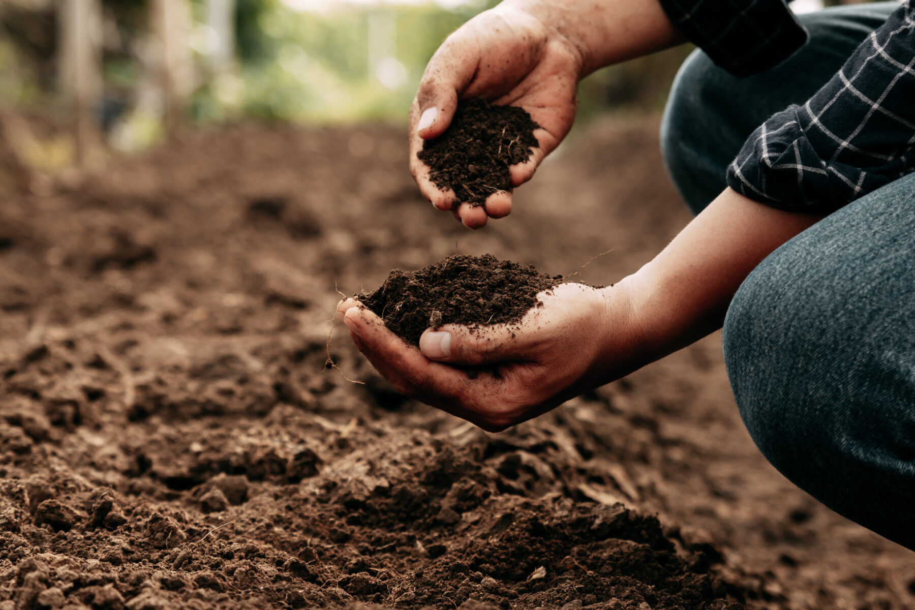 Study finds food waste compost less effective than potting mix alone