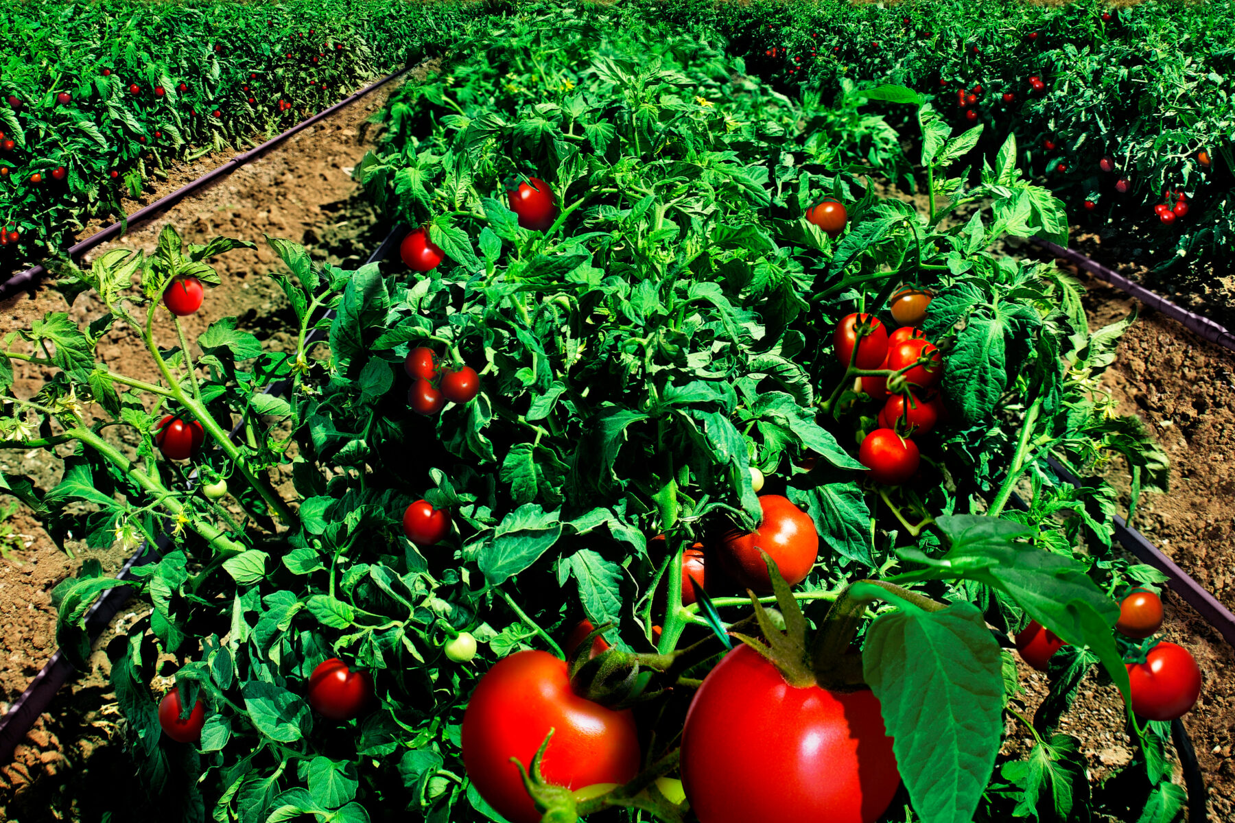 How reducing food loss and waste can help counter climate change