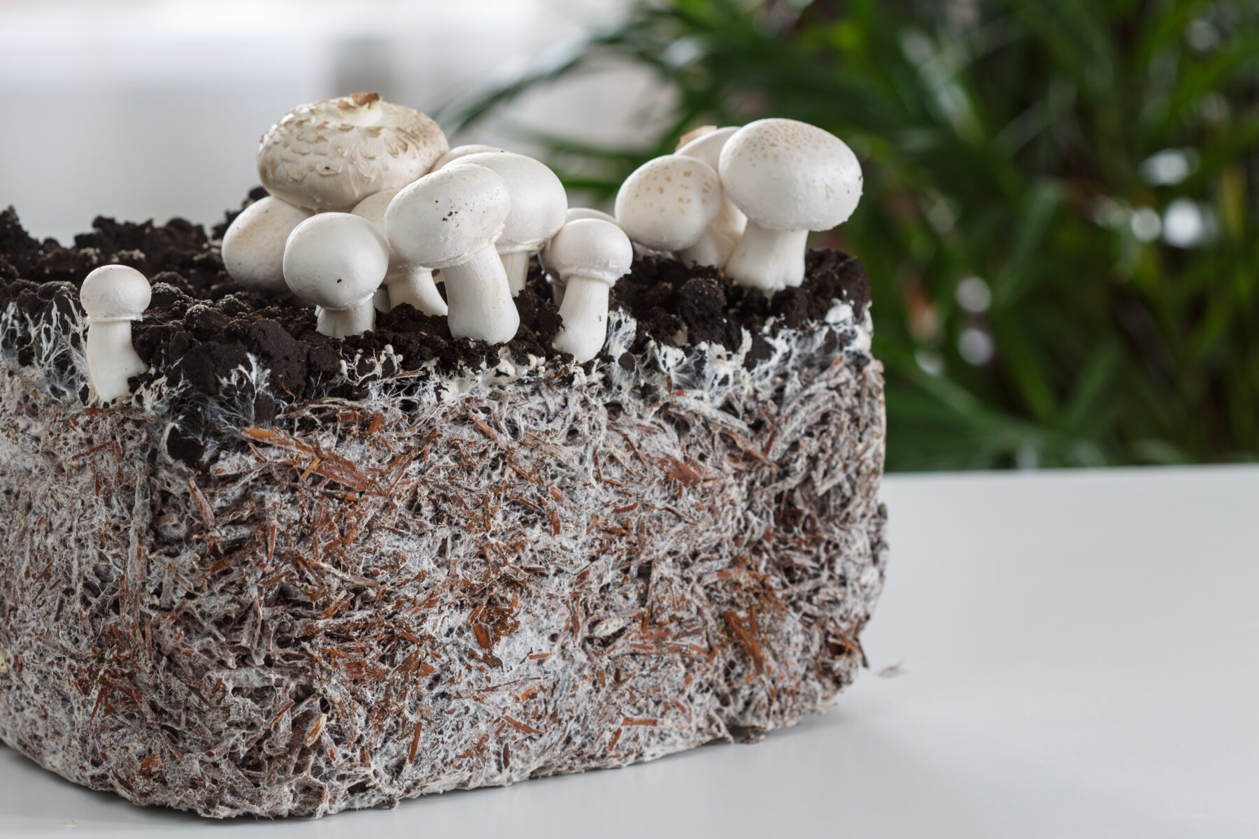 Food waste could become tomorrow’s protein source