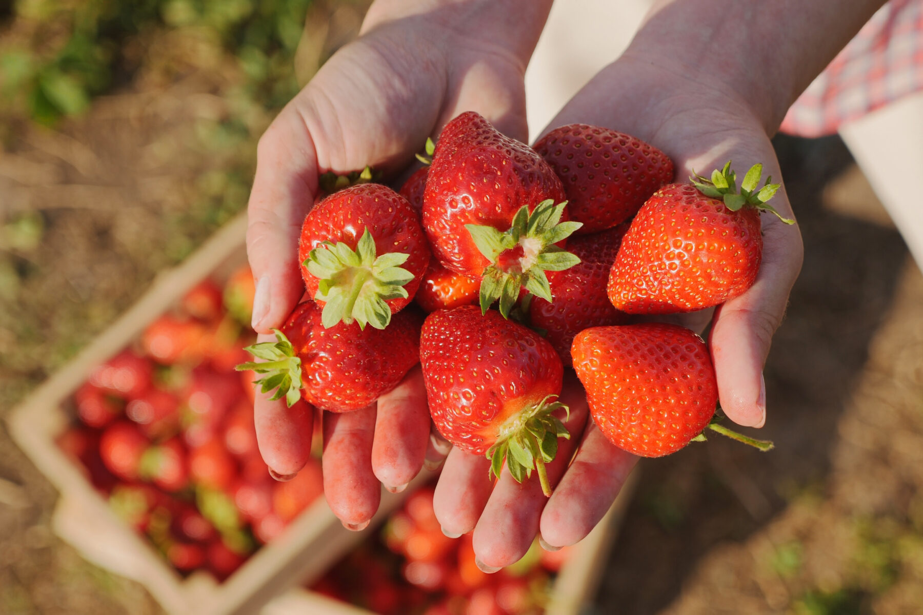 I asked strawberry growers for the best way to store strawberries—the answer surprised me