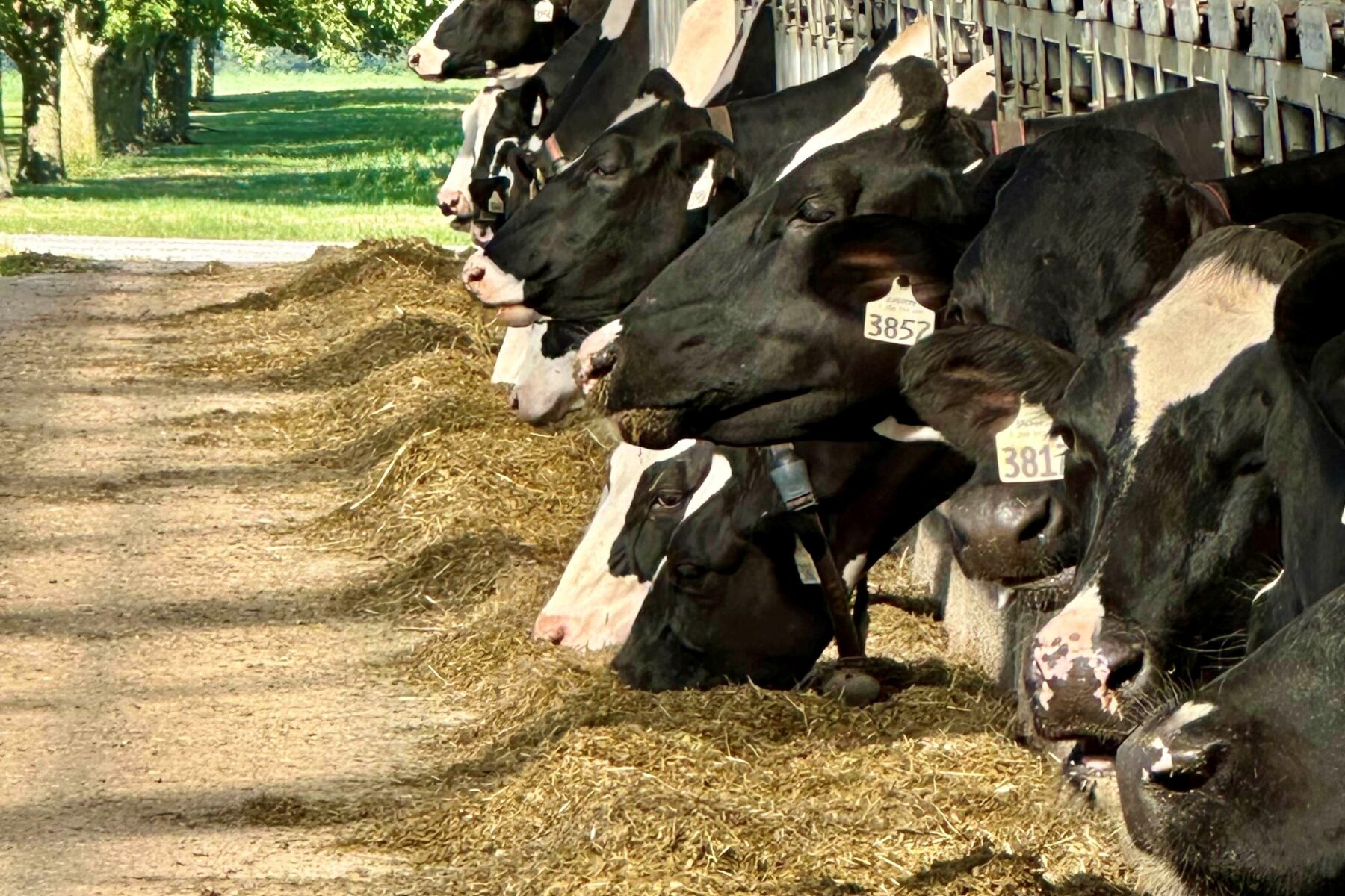 The Unexpected Upcyclers: What Dairy Cows Have to Do with Food Waste
