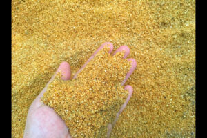 Yellow Corn distiller's dried grain with soluble ( Corn DDGS ) display in hand.