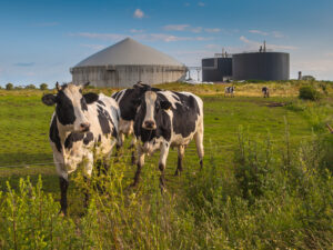 Bio Gas Installation on a farm processing Cow Dung and 3 dairy cows
