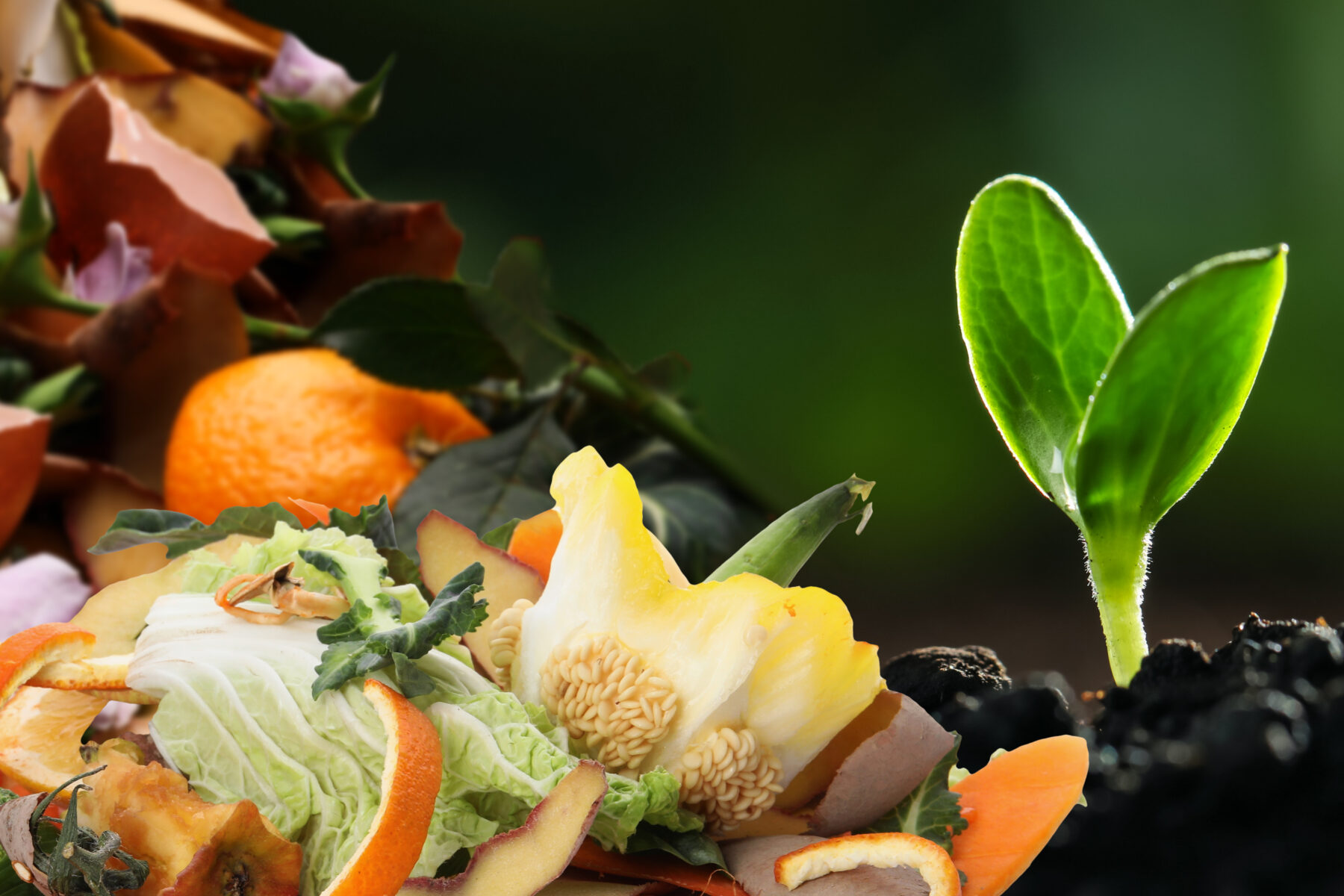Recycling food waste would bring huge benefits, but microplastics a challenge