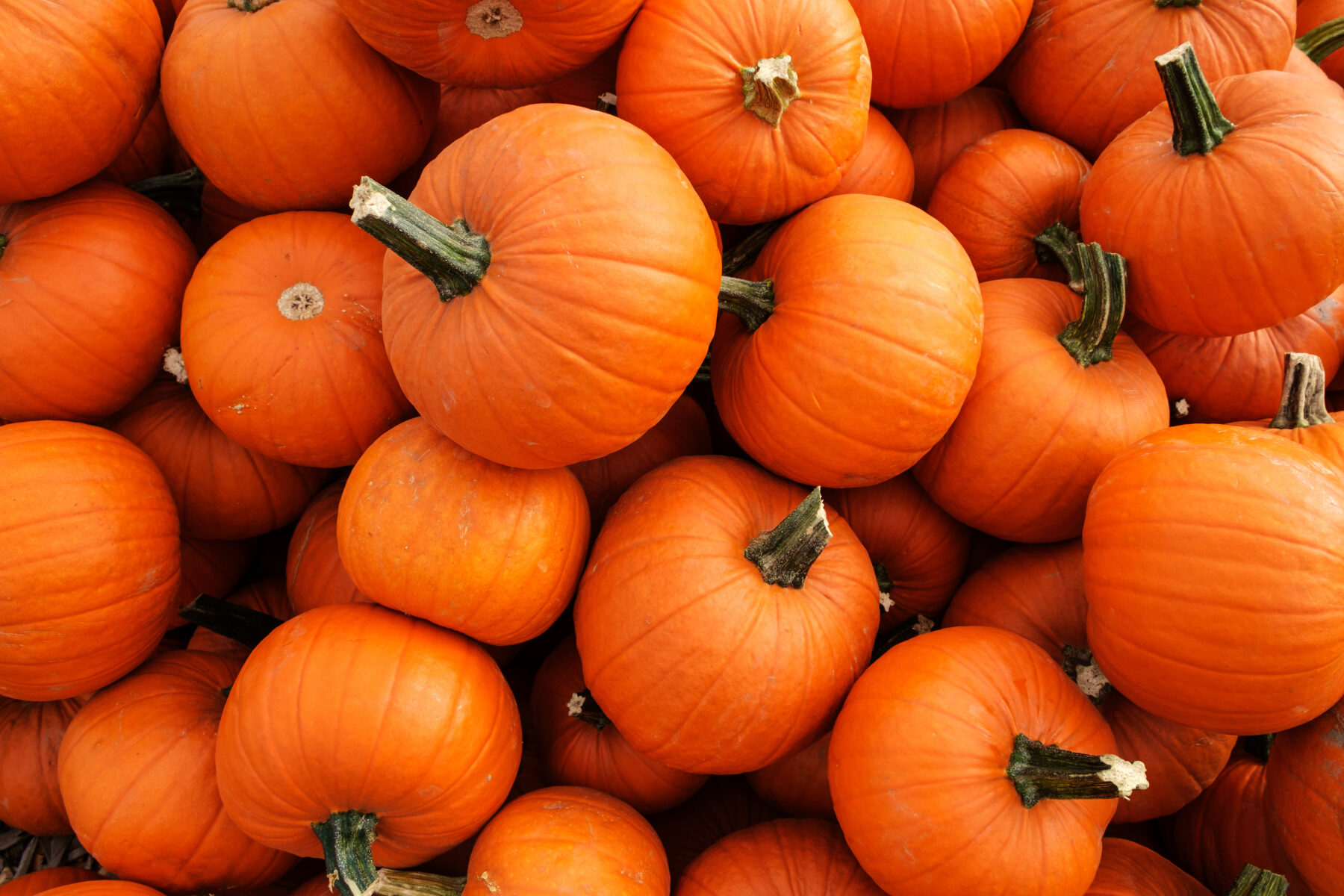Wasted pumpkin peel can keep your food fresh
