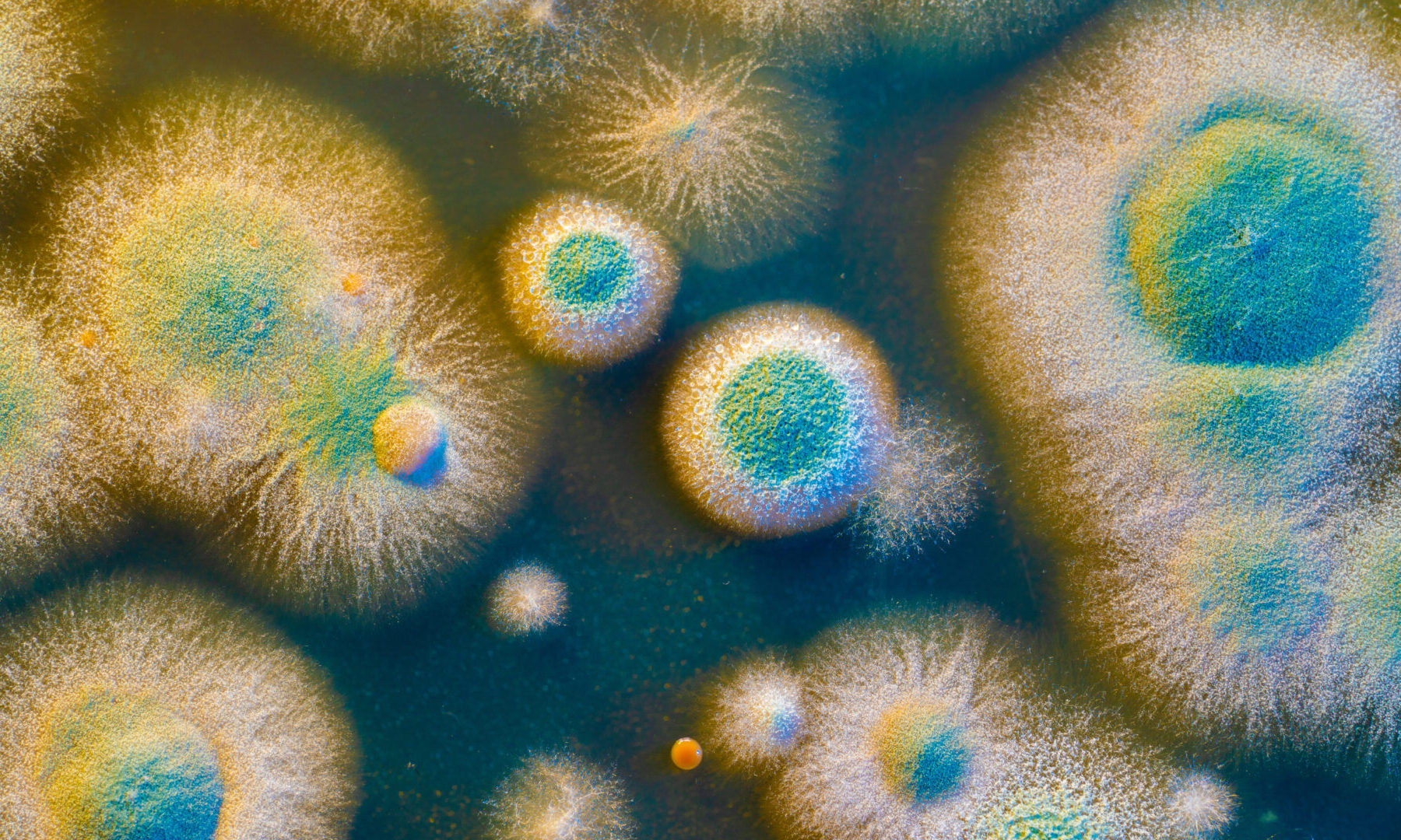 Bioengineer transforms food waste into food with fungi