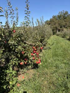 Apple trees